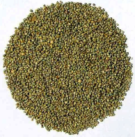 Manufacturers,Suppliers of Pearl Millet